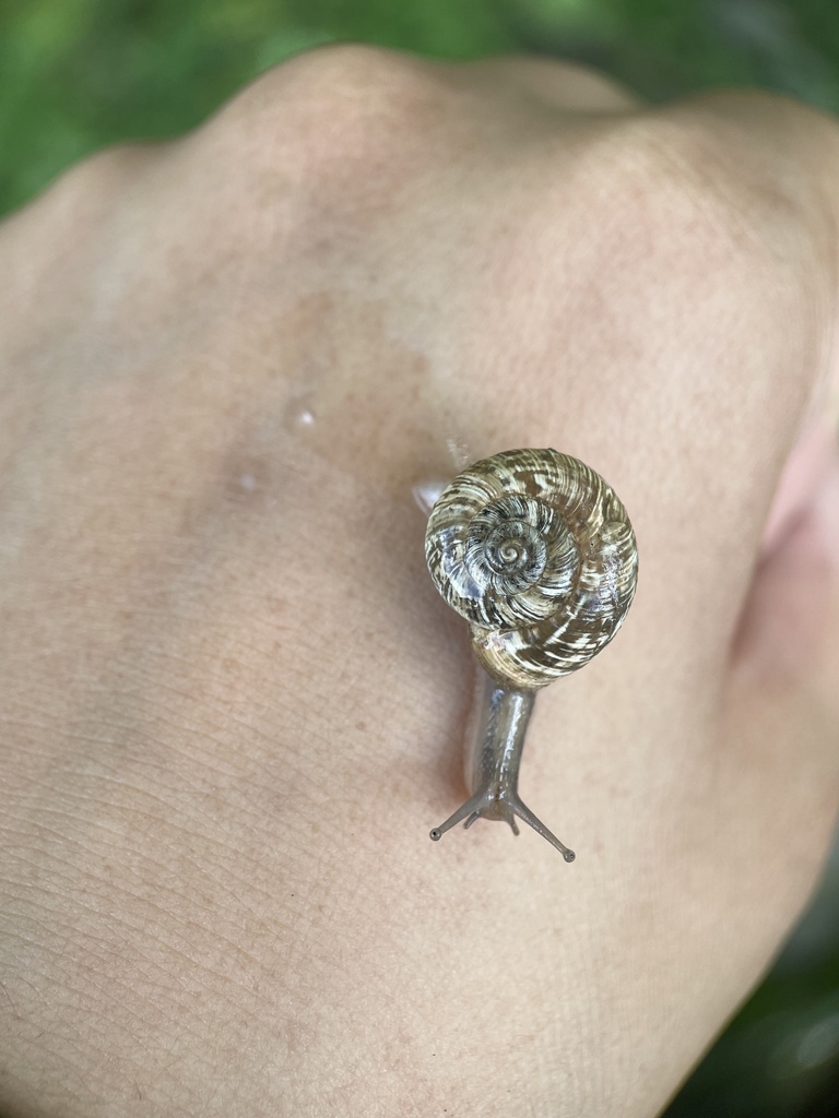 Cathaica przewalskii