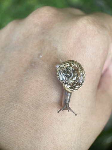 Cathaica przewalskii
