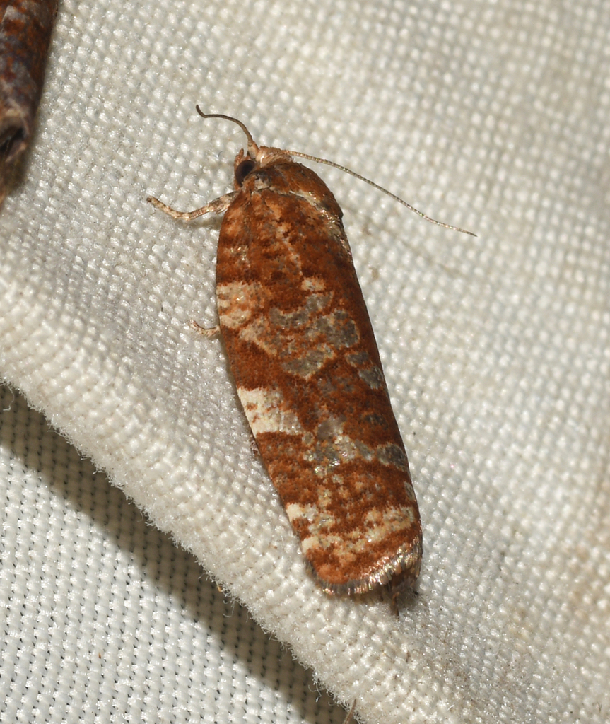 Jack Pine Budworm Moth from Innisfil, ON, Canada on July 22, 2023 at 02 ...