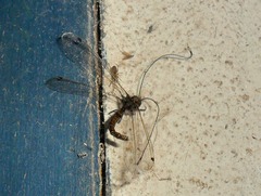 Ascalorphne macrocerca