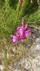 Antirrhinum tortuosum