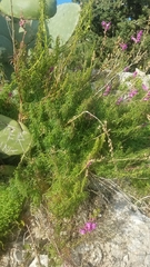 Antirrhinum tortuosum