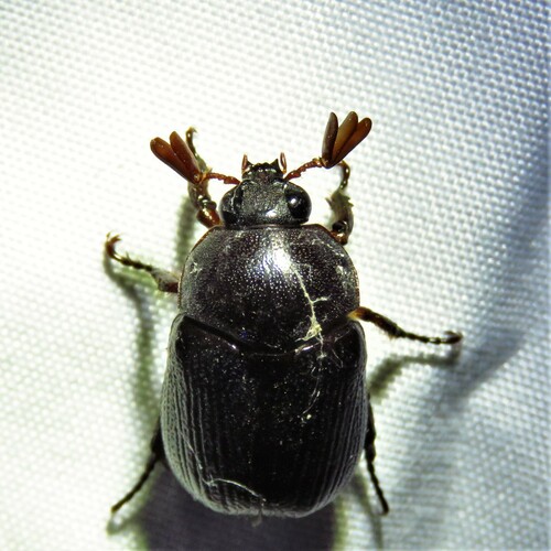 Long-clubbed Scarab