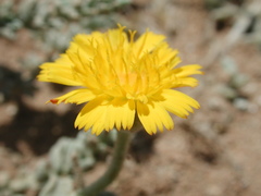 Asteraceae