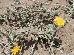 Asteraceae