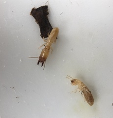 Reticulitermes tibialis