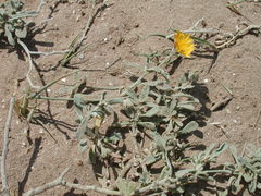 Asteraceae