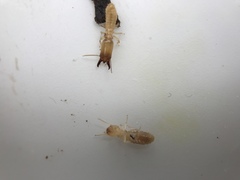 Reticulitermes tibialis