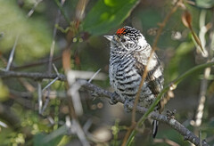 White-Barred Piculet photo 2