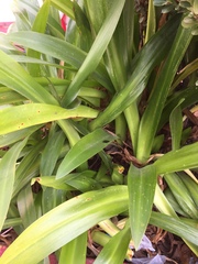 Angiospermae