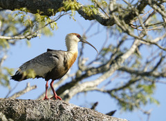 Buff-Necked Ibis photo 5