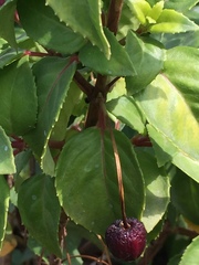 Magnoliopsida