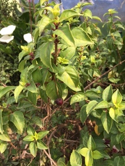 Magnoliopsida