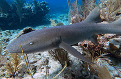 Nurse Shark photo 2