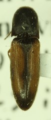 Idolus occidentalis