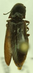 Dalopius spretus