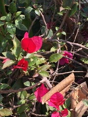 Bougainvillea