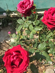 Rosa
