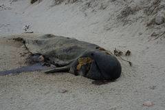 Globicephala melas