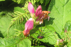 Leiobunum calcar