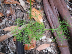 Nanobubon capillaceum