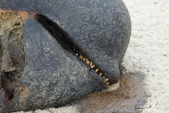 Globicephala melas