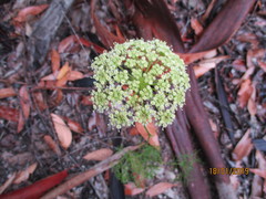 Nanobubon capillaceum