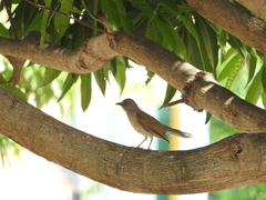 Turdus leucomelas