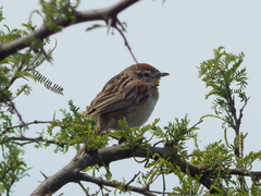 Schoeniophylax phryganophilus