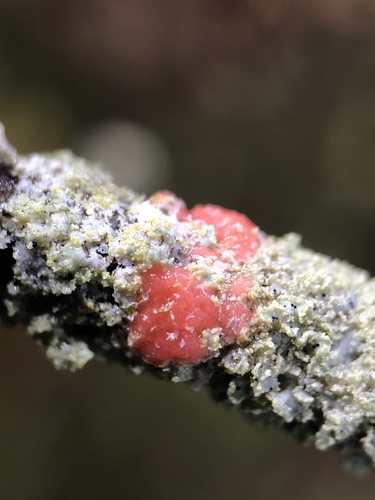Illosporiopsis image