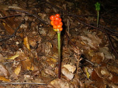 Arum elongatum