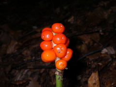 Arum elongatum