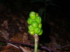 Arum elongatum