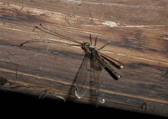 Ascalorphne macrocerca