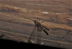 Ascalorphne macrocerca