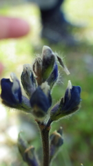 Lupinus polycarpus