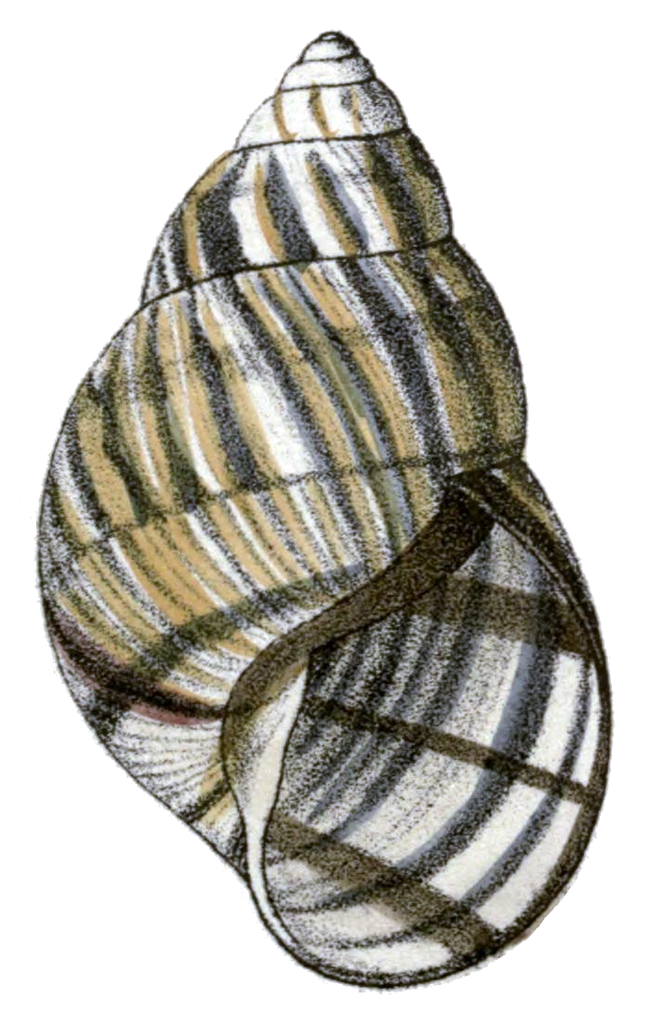 Florida Keys Tree Snail