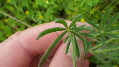 Lupinus polycarpus