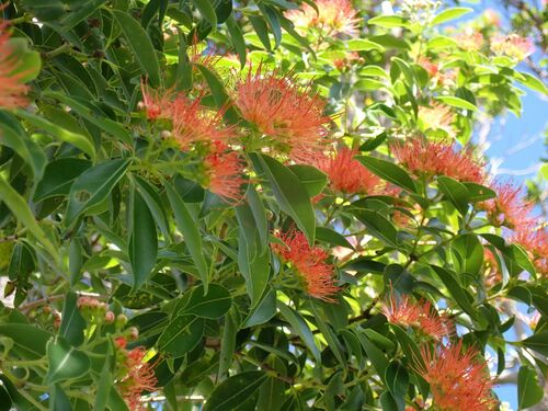 Metrosideros vitiensis observed 2023-07-23