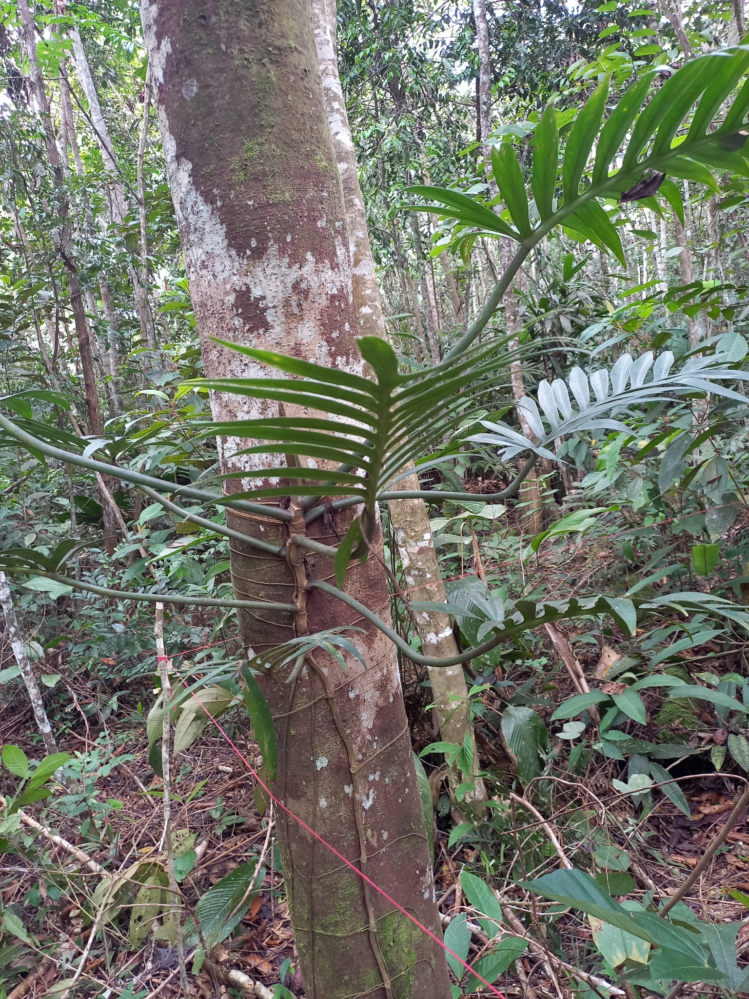 Philodendron tortum  iNaturalist