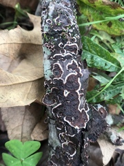 Peniophora albobadia image