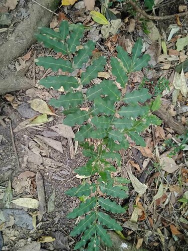 Cupaniopsis trigonocarpa observed 2023-07-12