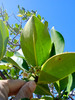 Rhizophora selala - Photo (c) juju98, some rights reserved (CC BY-NC), uploaded by juju98