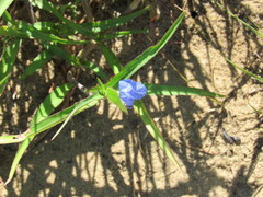 Commelina erecta deamiana