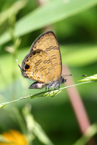 Common Line Blue photo 5