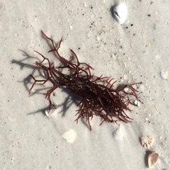 Odonthalia floccosa