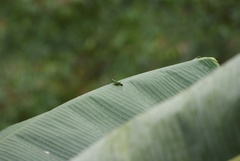 Chromacris psittacus