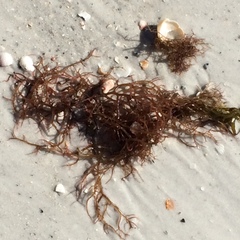 Odonthalia floccosa