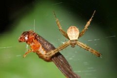 Araneidae