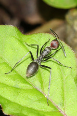 Camponotus singularis